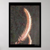 Poster - siergras zaadkop (Voorkant)