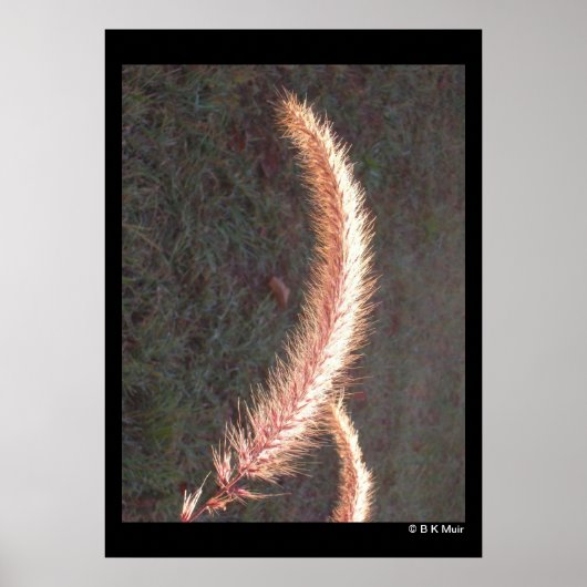 Poster - siergras zaadkop (Voorkant)