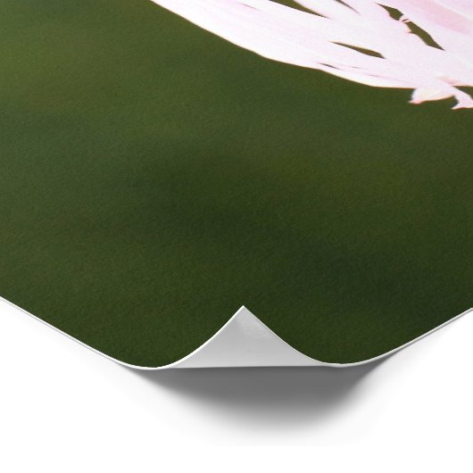 Poster Sint-Francis (Hoek)