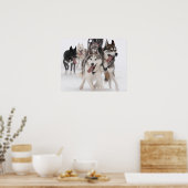Poster sled dog racing (Keuken)