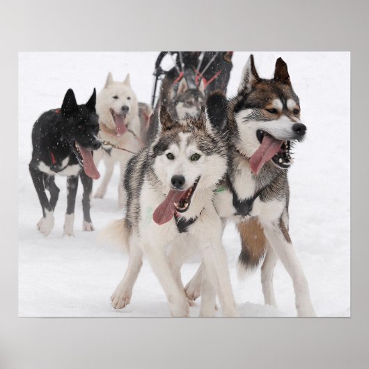 Poster sled dog racing (Voorkant)