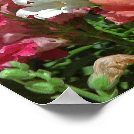 Poster Snapdragon Festival (Hoek)