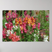 Poster Snapdragon Festival (Voorkant)