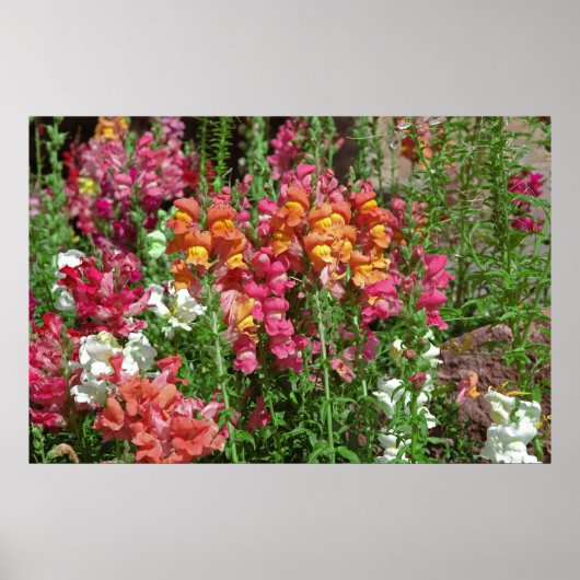 Poster Snapdragon Festival (Voorkant)