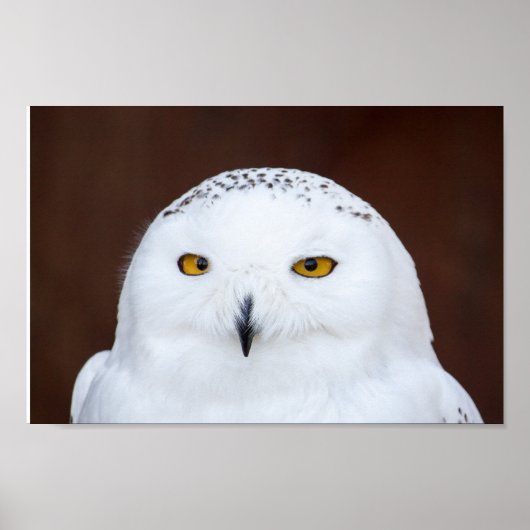 Poster SNEEUW OWL FOTOGRAFIE (Voorkant)