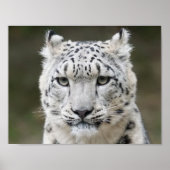 Poster Snow Leopard (Voorkant)