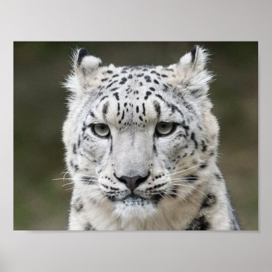 Poster Snow Leopard (Voorkant)