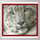 Poster Snow Leopard (Voorkant)