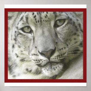 Poster Snow Leopard