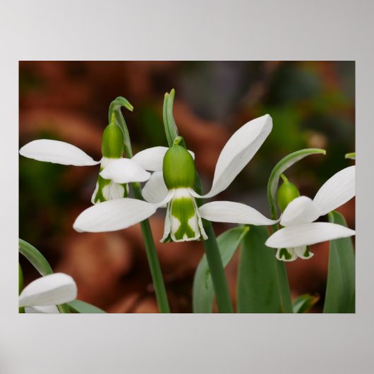 Poster Snowdrop Flowers (Voorkant)