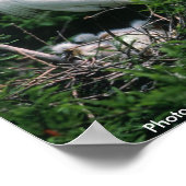 Poster / Snowy Egret (Hoek)