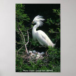 Poster / Snowy Egret