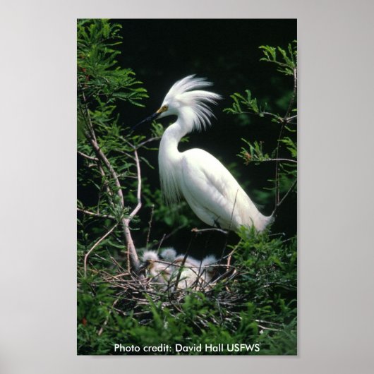 Poster / Snowy Egret (Voorkant)