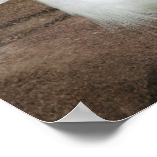 Poster Snowy Egrets (Hoek)