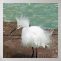 Poster Snowy Egrets