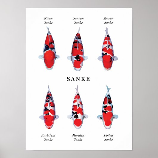Poster soort Japanse koi karper: Sanke (Voorkant)