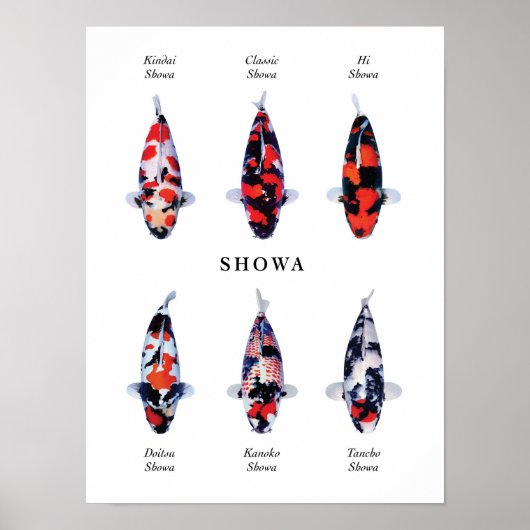 Poster soort Japanse koi karper: Showa (Voorkant)