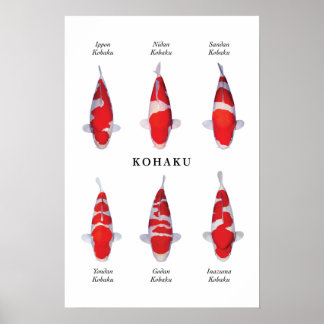 Poster soorten Japanse koi vis: Kohaku