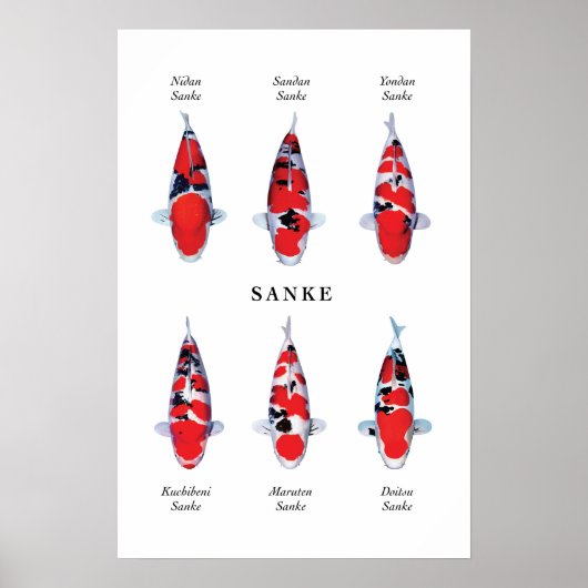Poster soorten Japanse koi vis: Sanke (Voorkant)