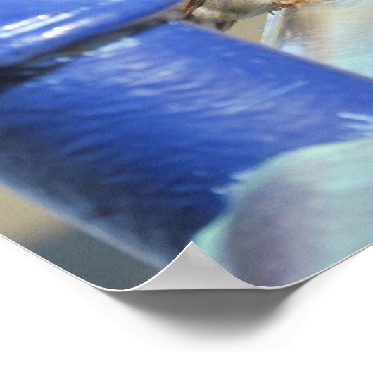 Poster - Sparrow on Fence (Hoek)