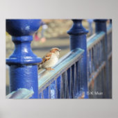 Poster - Sparrow on Fence (Voorkant)