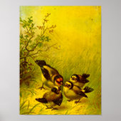  Poster Sparrows (Voorkant)