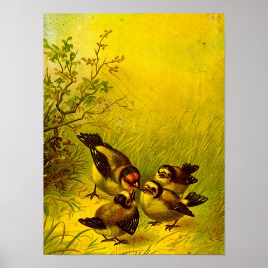 Poster Sparrows (Voorkant)