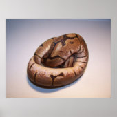 Poster Spider Ball Python (Voorkant)