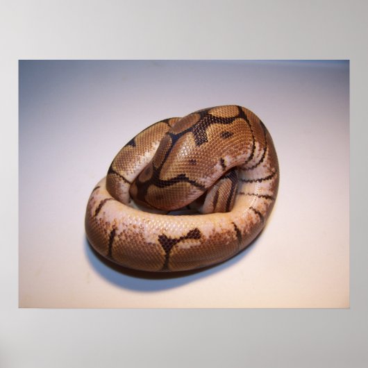 Poster Spider Ball Python (Voorkant)