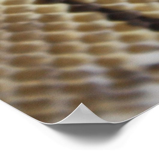 Poster Spider Ball Python (Hoek)