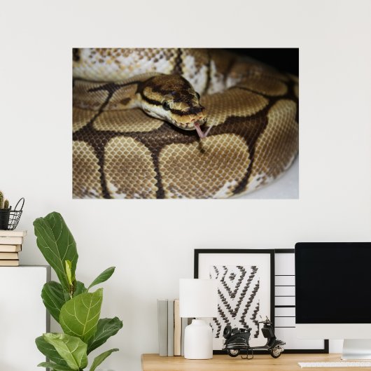 Poster Spider Ball Python (Thuiskantoor)