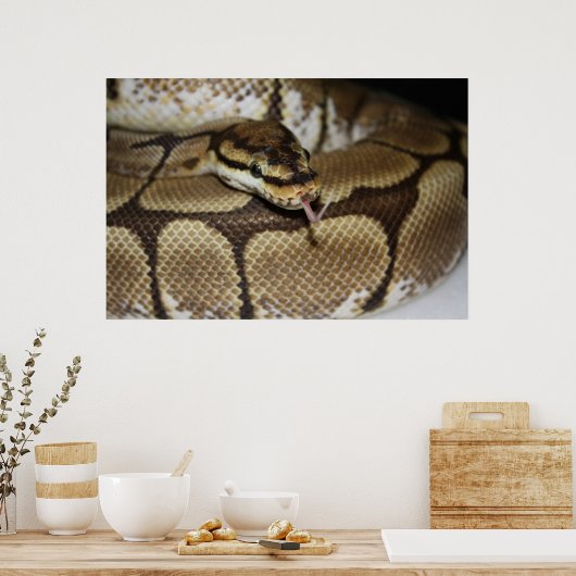 Poster Spider Ball Python (Keuken)