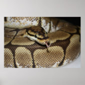 Poster Spider Ball Python (Voorkant)