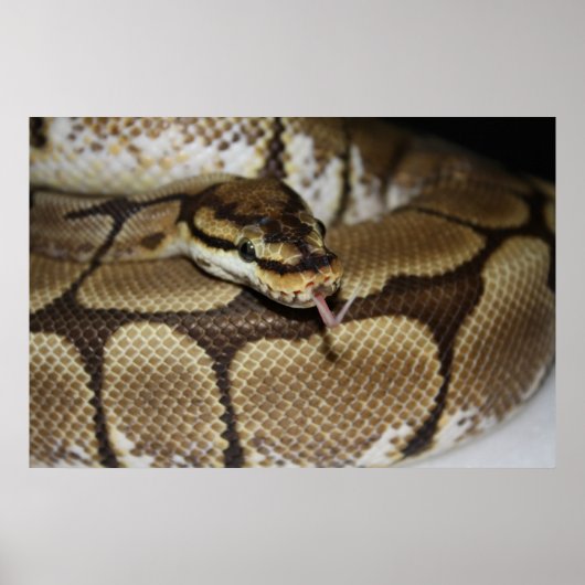 Poster Spider Ball Python (Voorkant)