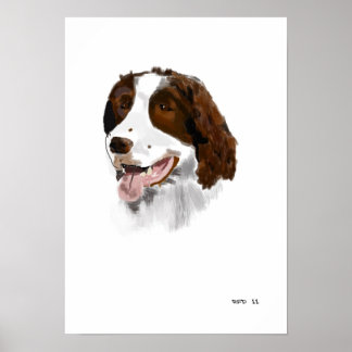 Poster Springer Spaniel