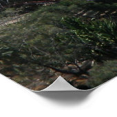 Poster Springers Rainbow Bay Australië (Hoek)