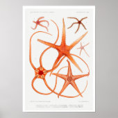  POSTER STARFISH ILLUSTRATION (Voorkant)