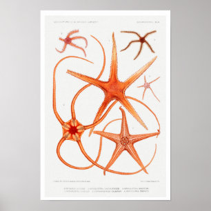  POSTER STARFISH ILLUSTRATION