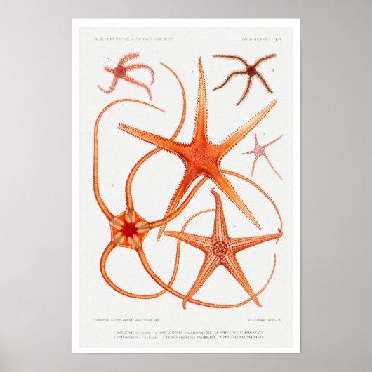  POSTER STARFISH ILLUSTRATION (Voorkant)