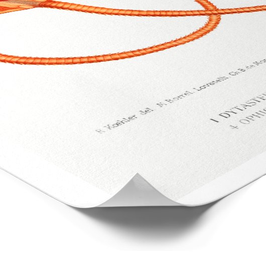  POSTER STARFISH ILLUSTRATION (Hoek)