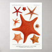 POSTER STARFISH ILLUSTRATION (Voorkant)