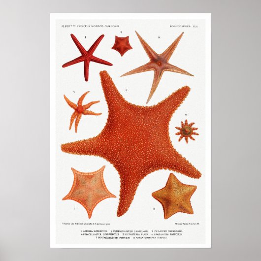 POSTER STARFISH ILLUSTRATION (Voorkant)