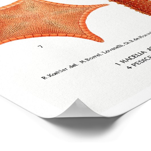 POSTER STARFISH ILLUSTRATION (Hoek)