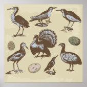 Poster  Stijlvogels (Voorkant)