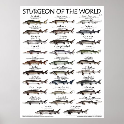 POSTER - STURGEON VAN DE WERELD V2 3D - EERSTE OOI (Voorkant)