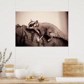 Poster suikerglider (Keuken)