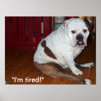 Poster - "Sullivan", de Engelse hond