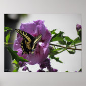 Poster - Swallowtail Butterfly (Voorkant)