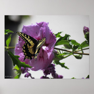 Poster - Swallowtail Butterfly