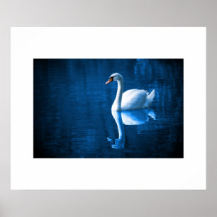 Poster Swan